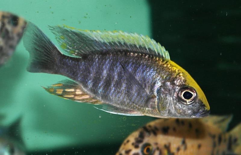 Aulonocara maylandi 'Liwewe Reef'